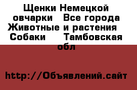 Щенки Немецкой овчарки - Все города Животные и растения » Собаки   . Тамбовская обл.
